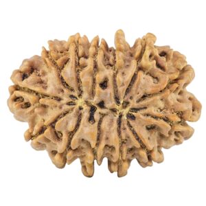 13 Mukhi Rudraksha 33mm 6gm - Origin: Nepal - Rudraksha back