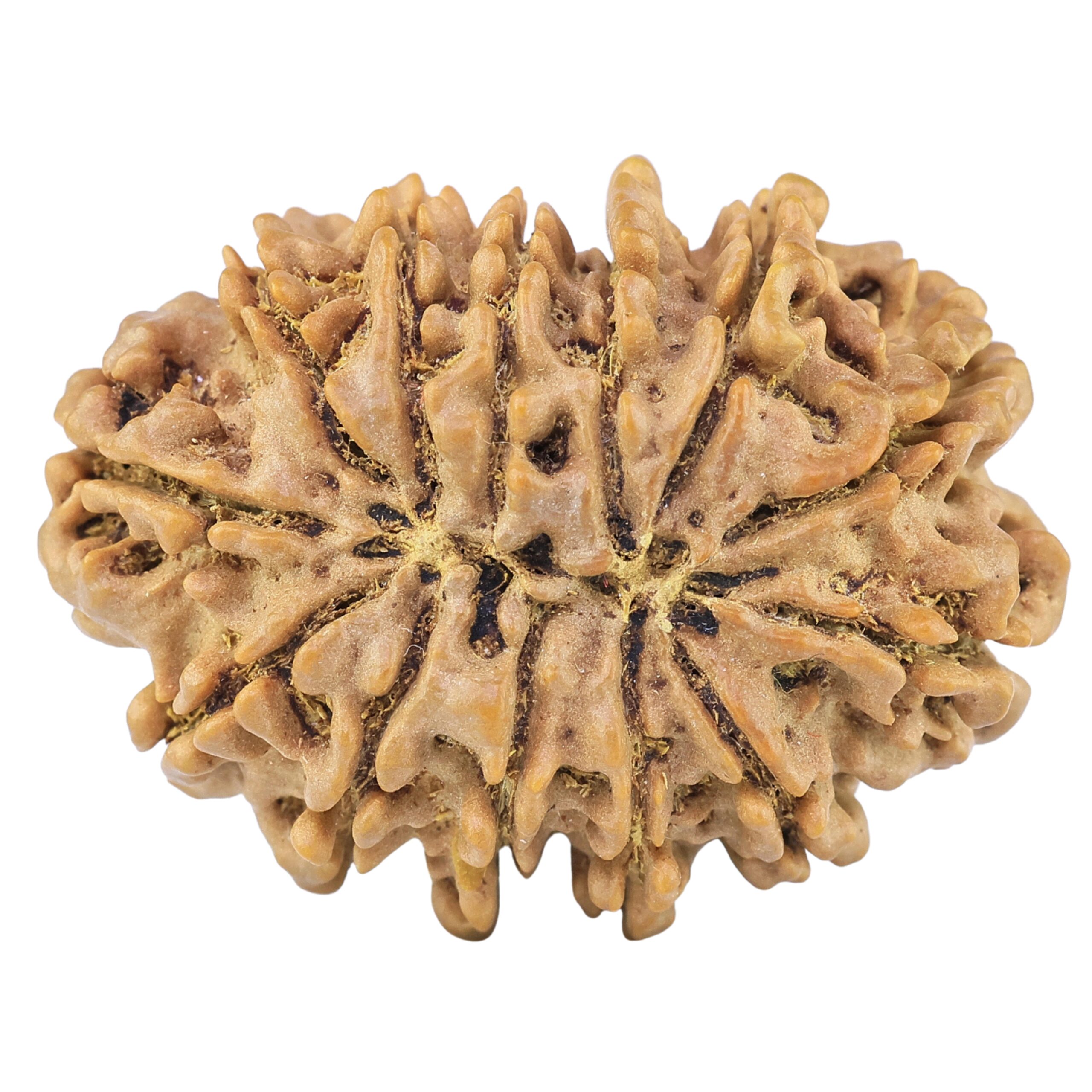 13 Mukhi Rudraksha 33mm 6gm - Origin: Nepal - Rudraksha back