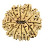 12 Mukhi Rudraksha 27.7mm 3.64gm - Rudraksha back