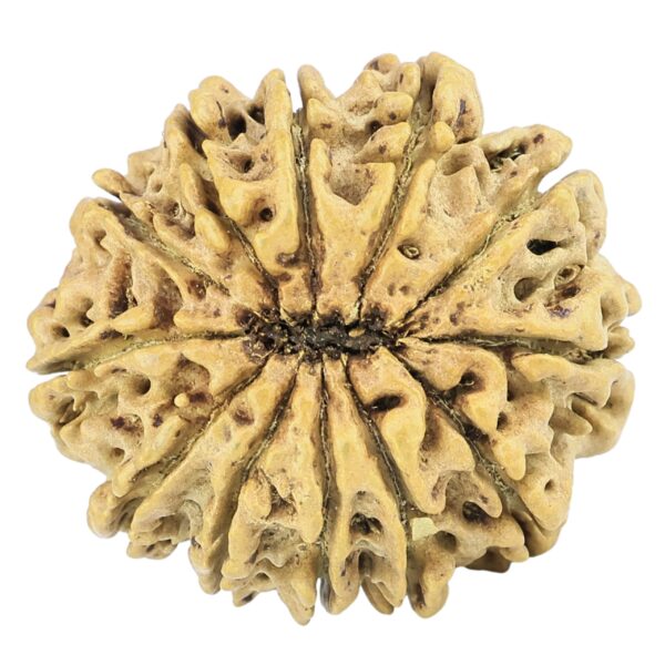 12 Mukhi Rudraksha 27.7mm 3.64gm - Rudraksha back