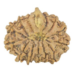 13 Mukhi Ganesh 23.7mm 3gm - Rudraksha back