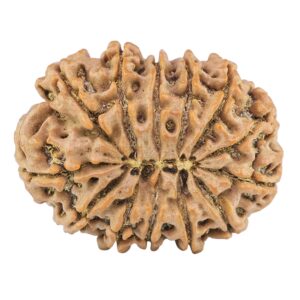 13 Mukhi Rudraksha 33mm 7.08gm - Rudraksha back