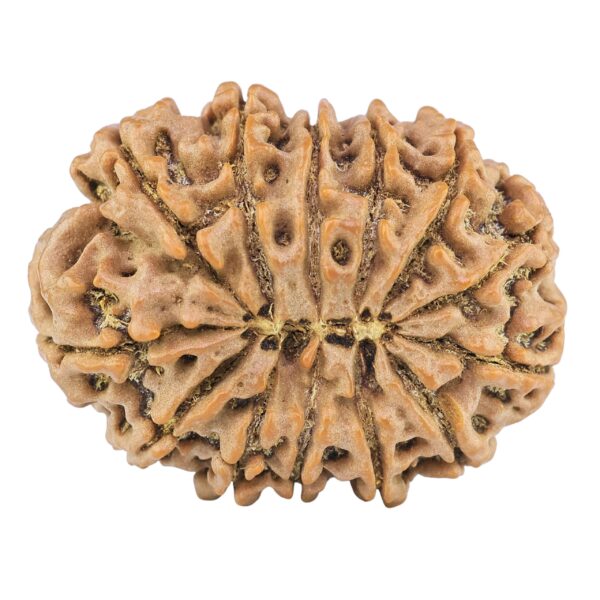 13 Mukhi Rudraksha 33mm 7.08gm - Rudraksha back