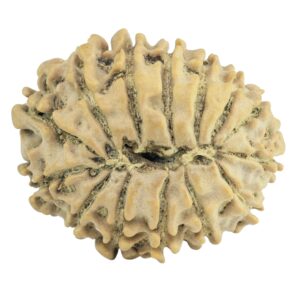 14 Mukhi Rudraksha 24.6mm 3.27gm - Rudraksha back