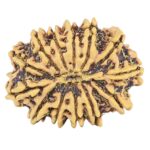 13 Mukhi Rudraksha 21.6mm 1.86gm - Rudraksha back