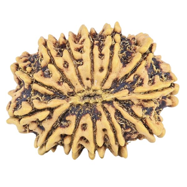 13 Mukhi Rudraksha 21.6mm 1.86gm - Rudraksha back