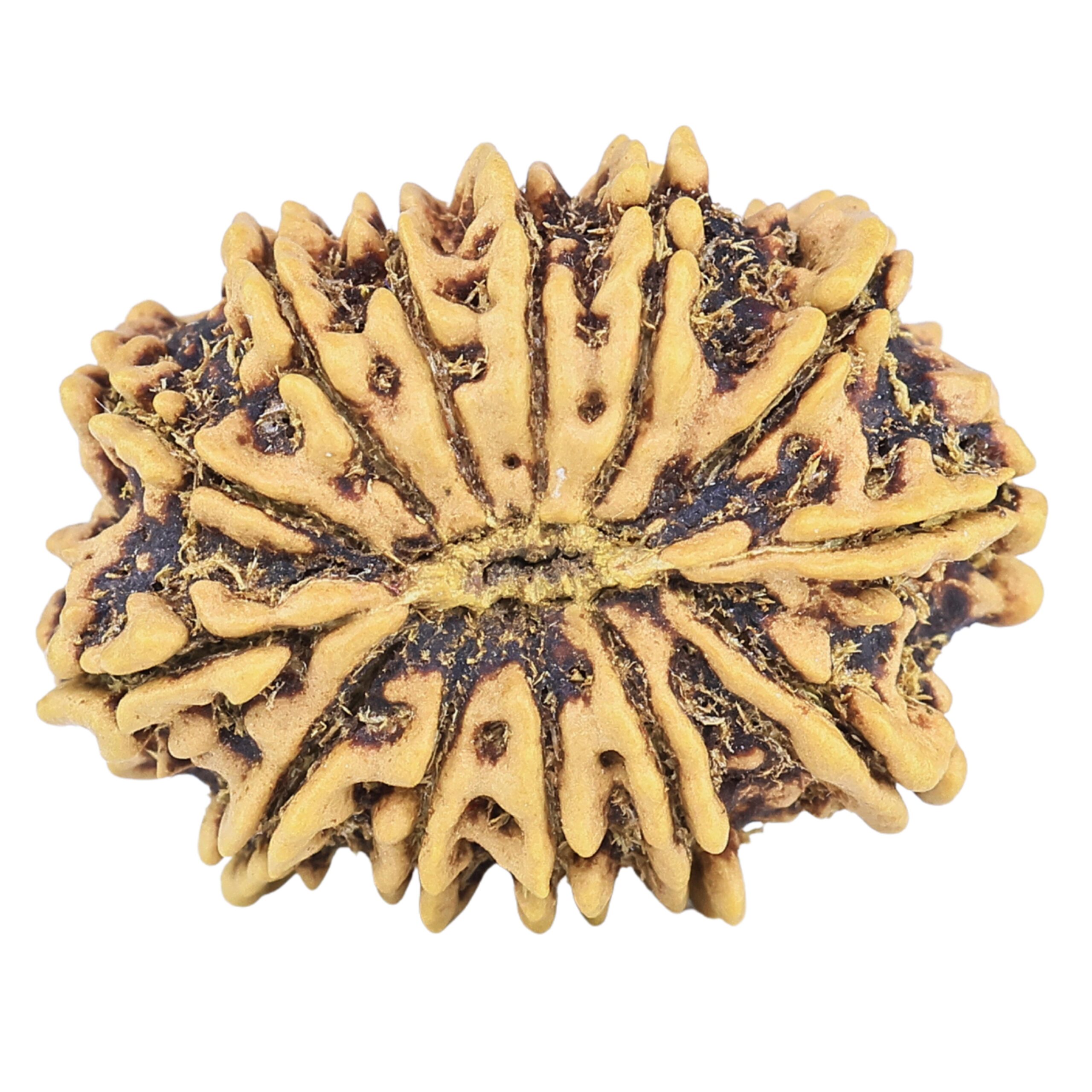 13 Mukhi Rudraksha 21.6mm 1.86gm - Rudraksha back