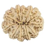 12 Mukhi Rudraksha 31.6mm 7gm - Rudraksha back