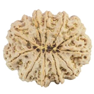 12 Mukhi Rudraksha 31.6mm 7gm - Rudraksha back