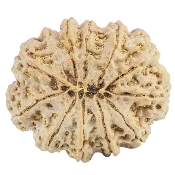 12 Mukhi Rudraksha 31.6mm 7gm - Rudraksha back