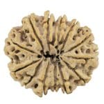 13 Mukhi Rudraksha 27.4mm 4.4gm - Rudraksha back