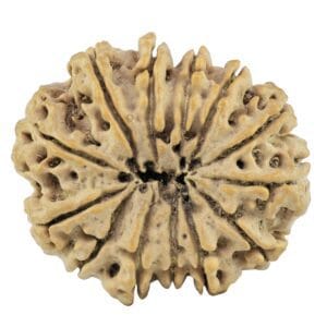 13 Mukhi Rudraksha 27.4mm 4.4gm - Rudraksha back