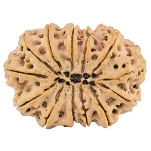 13 Mukhi Rudraksha 34.6mm 7.19gm - Rudraksha back