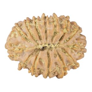 14 Mukhi Rudraksha 26.5mm 4.51gm - Rudraksha back