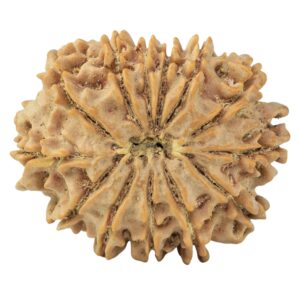 13 Mukhi Rudraksha 29.3mm 5.45gm - Rudraksha back