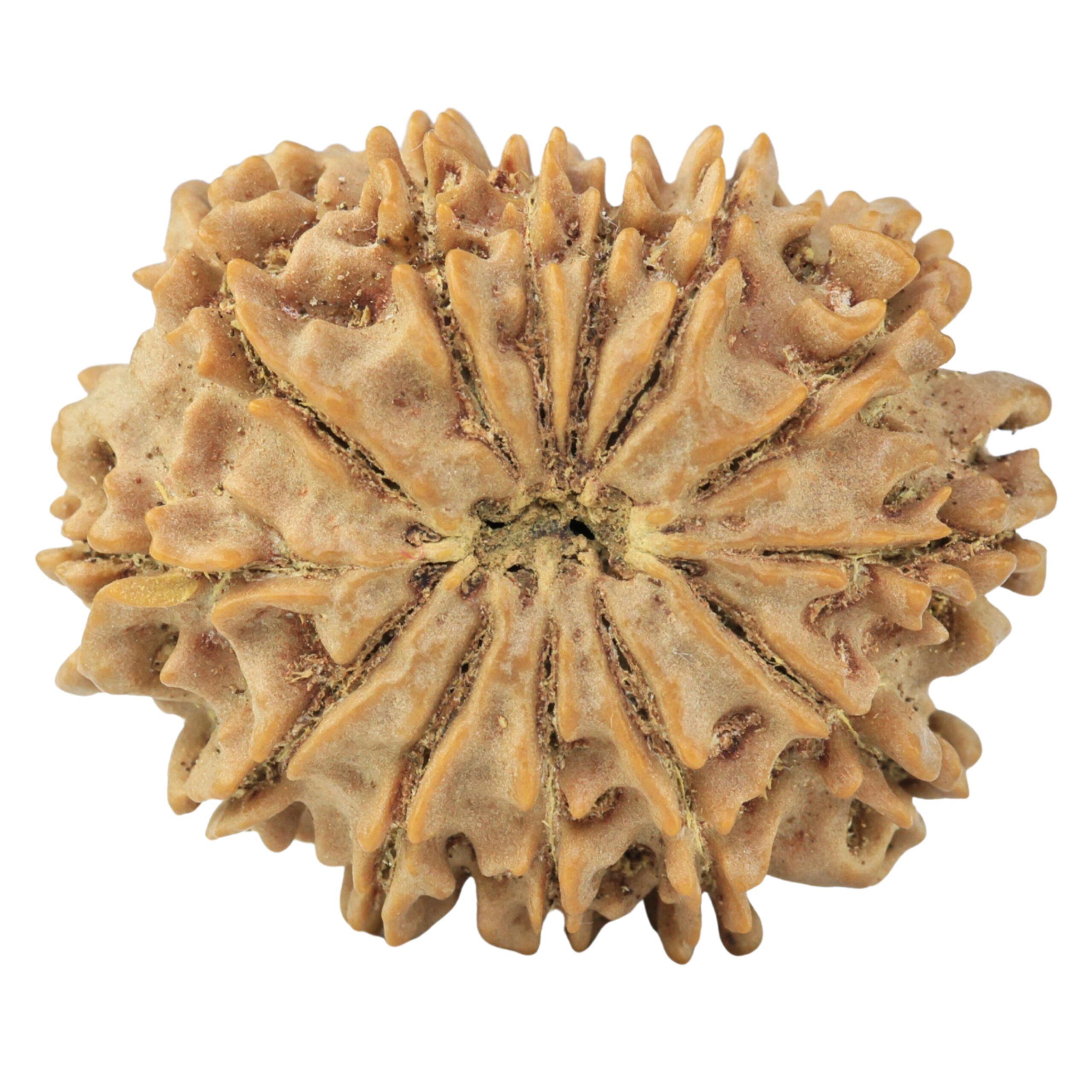 13 Mukhi Rudraksha 29.3mm 5.45gm - Rudraksha back