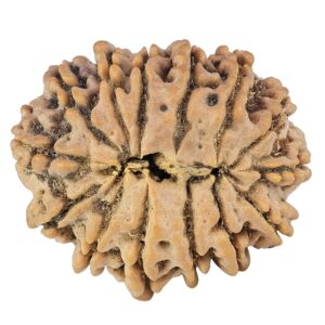 14 Mukhi Rudraksha 26.4mm 4.67gm - Rudraksha back