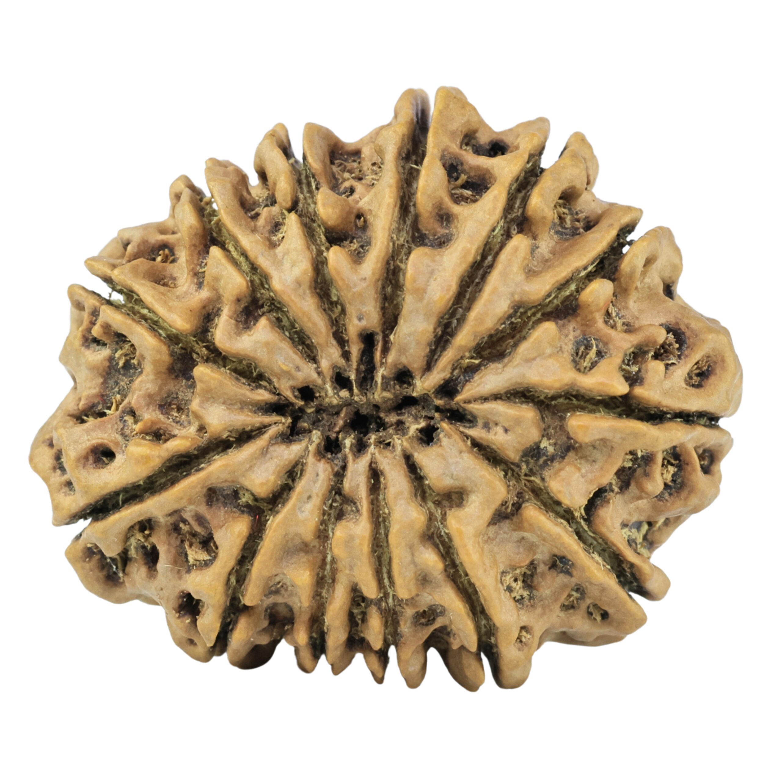 13 Mukhi Rudraksha 32.3mm 5.76gm - Rudraksha back