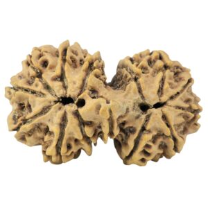 14 Mukhi Gaurishankar 35.4mm 5.5gm - Rudraksha back