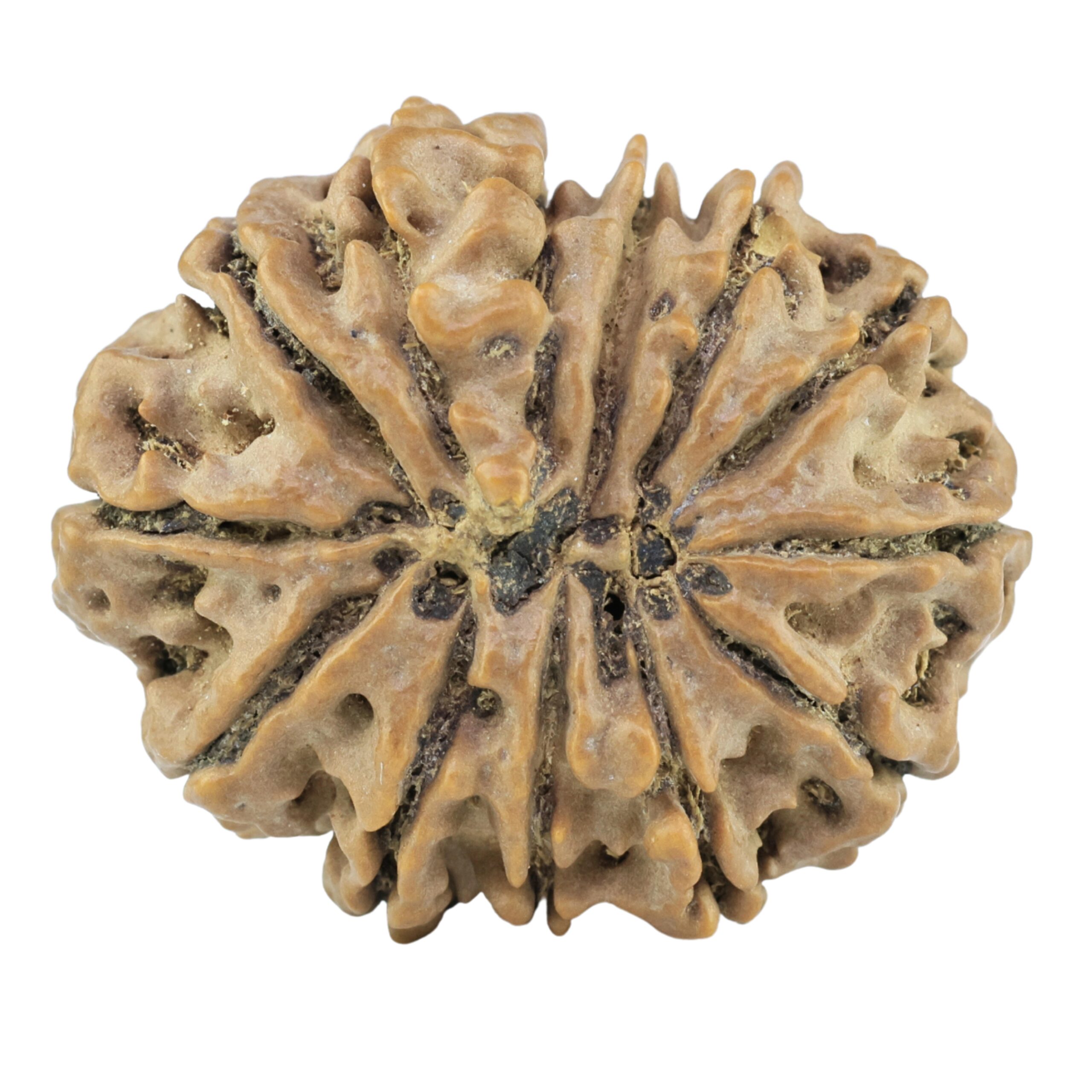 13 Mukhi Rudraksha 28.8mm 5.24gm - Rudraksha back