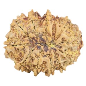 12 Mukhi Rudraksha 33.7mm 8.35gm - Rudraksha back