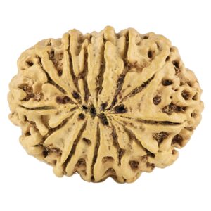 13 Mukhi Rudraksha 23mm 2gm - Rudraksha back