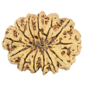 13 Mukhi Rudraksha 33.1mm 6.3gm - Rudraksha back