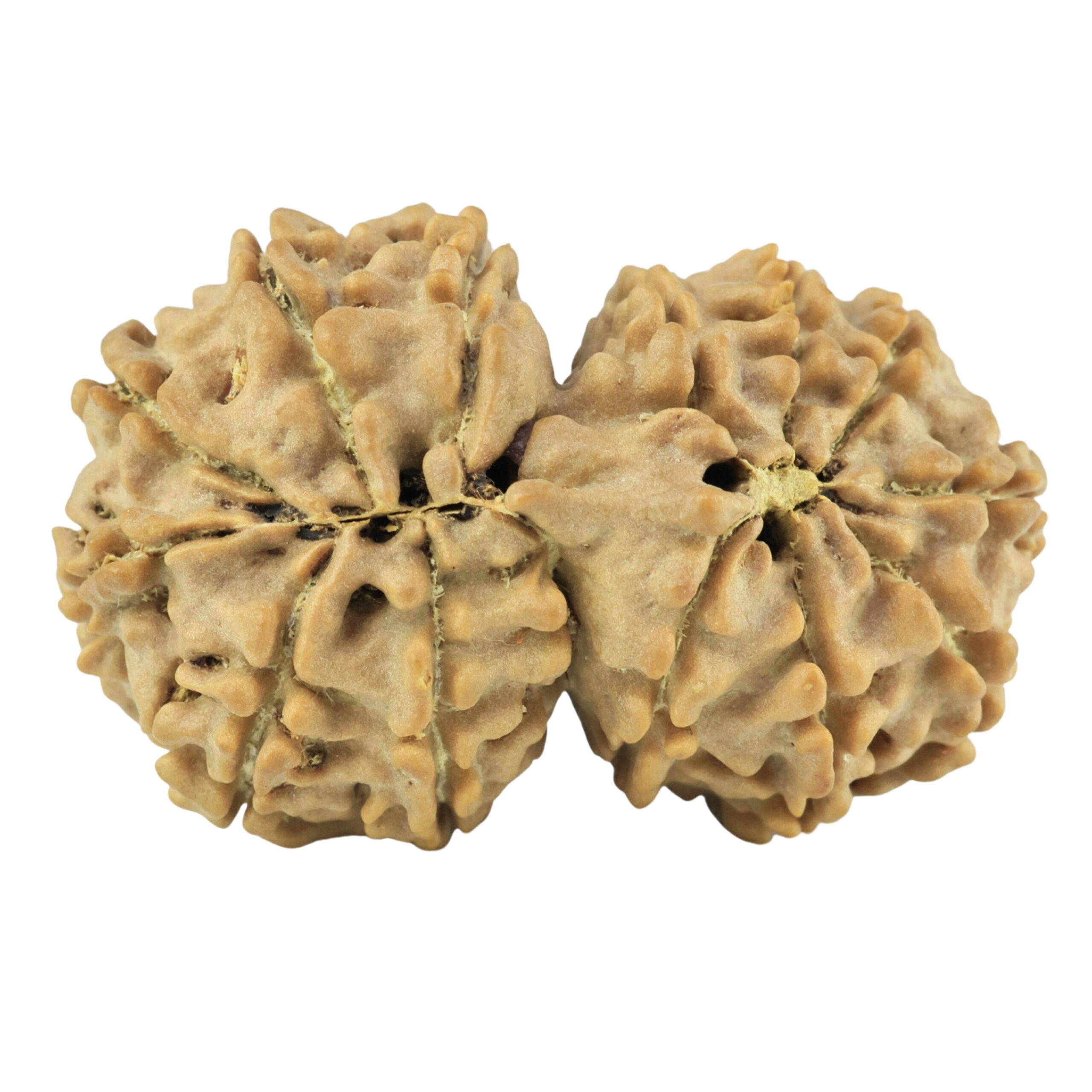 14 Mukhi Gaurishankar 33.3mm 5.87gm - Rudraksha back