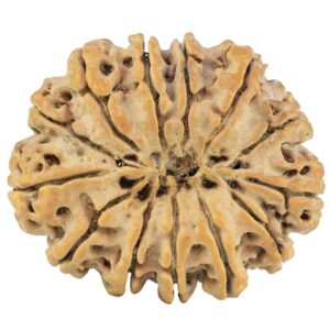 13 Mukhi Rudraksha 30.4mm 5.48gm - Rudraksha back