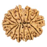 13 Mukhi Rudraksha 30.5mm 6.3gm - Rudraksha back