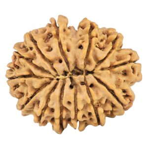 13 Mukhi Rudraksha 30.5mm 6.3gm - Rudraksha back