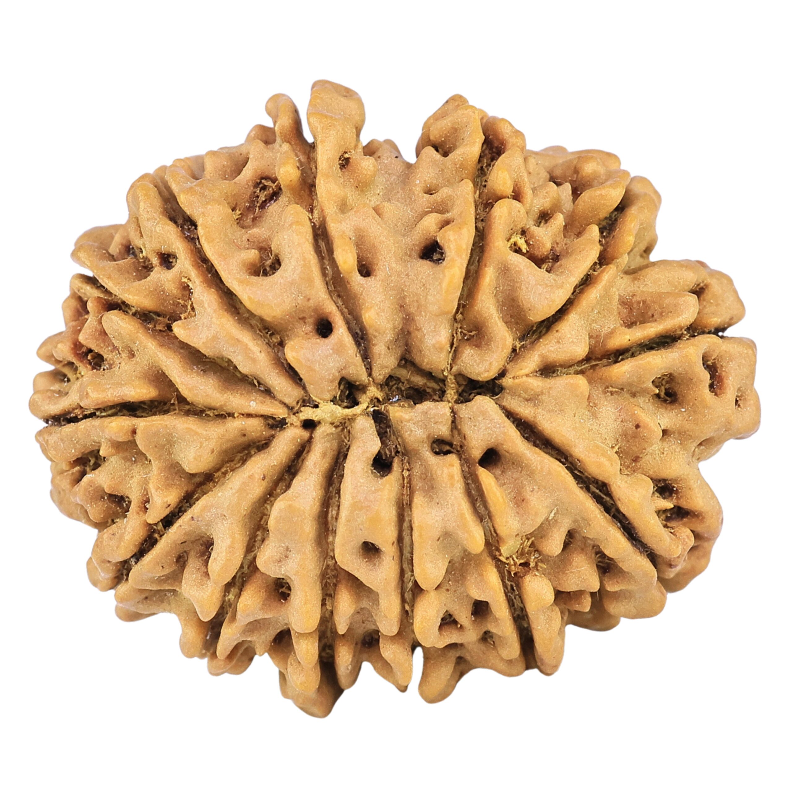 13 Mukhi Rudraksha 30.5mm 6.3gm - Rudraksha back