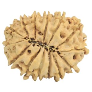 14 Mukhi Rudraksha 24.4mm 3.15gm - Rudraksha back
