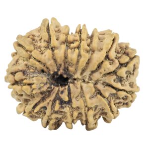 14 Mukhi Rudraksha 29.8mm 4.89gm - Rudraksha back