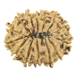14 Mukhi Rudraksha 24.6mm 2.79gm - Rudraksha back