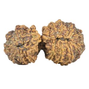 14 Mukhi Gaurishankar 36.7mm 6.35gm - Rudraksha back