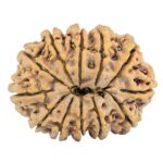 12 Mukhi Rudraksha 33.7mm 7.07gm - Rudraksha back