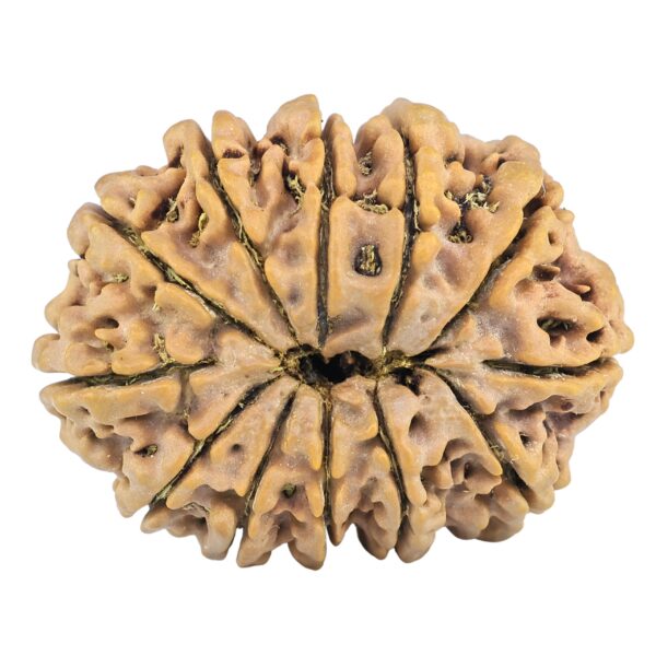 12 Mukhi Rudraksha 33.7mm 7.07gm - Rudraksha back