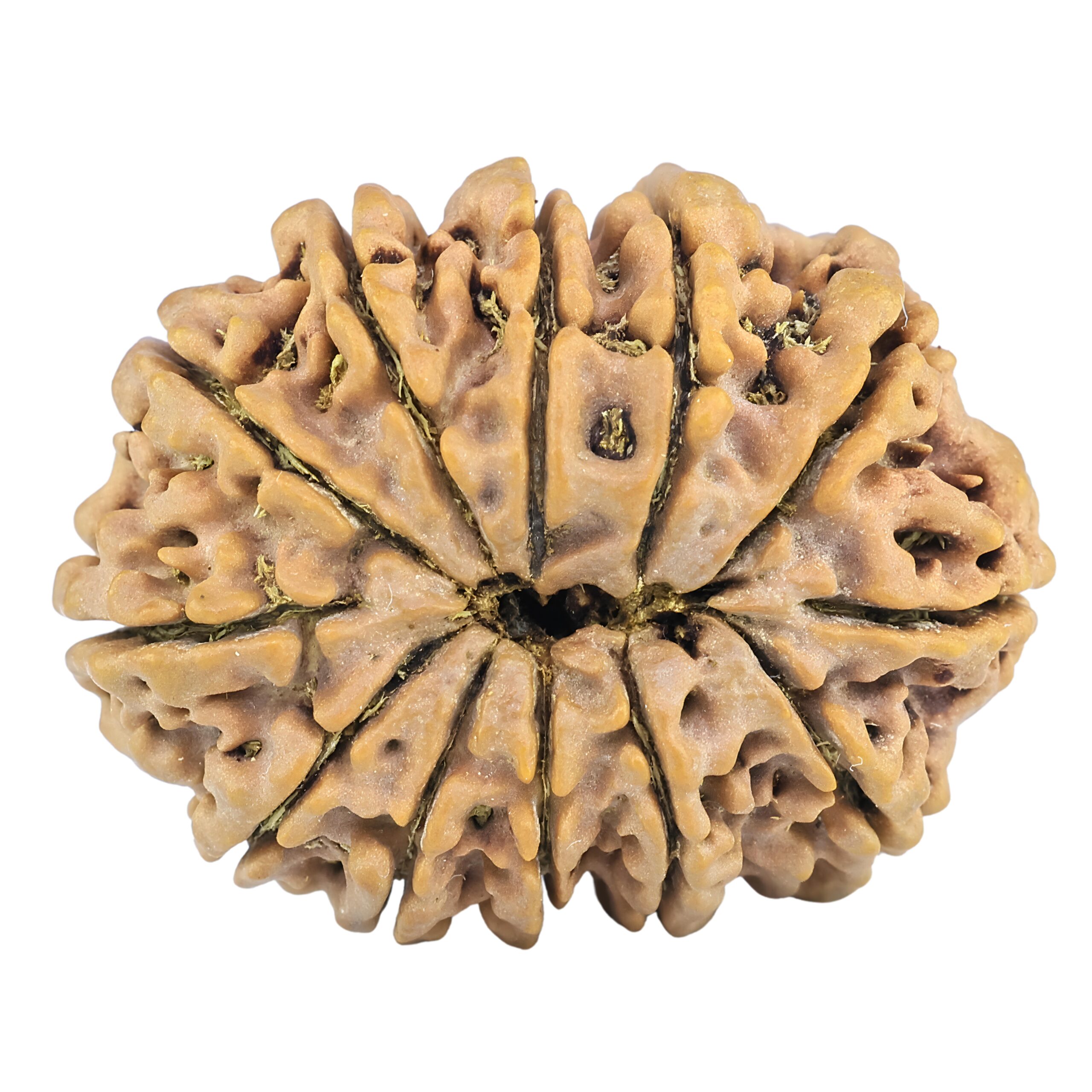 12 Mukhi Rudraksha 33.7mm 7.07gm - Rudraksha back