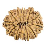 12 Mukhi Rudraksha 28.8mm 5.33gm - Rudraksha back