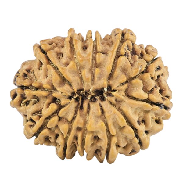 12 Mukhi Rudraksha 28.8mm 5.33gm - Rudraksha back