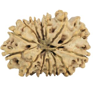 14 Mukhi Rudraksha 28.4mm 3.55gm - Rudraksha back
