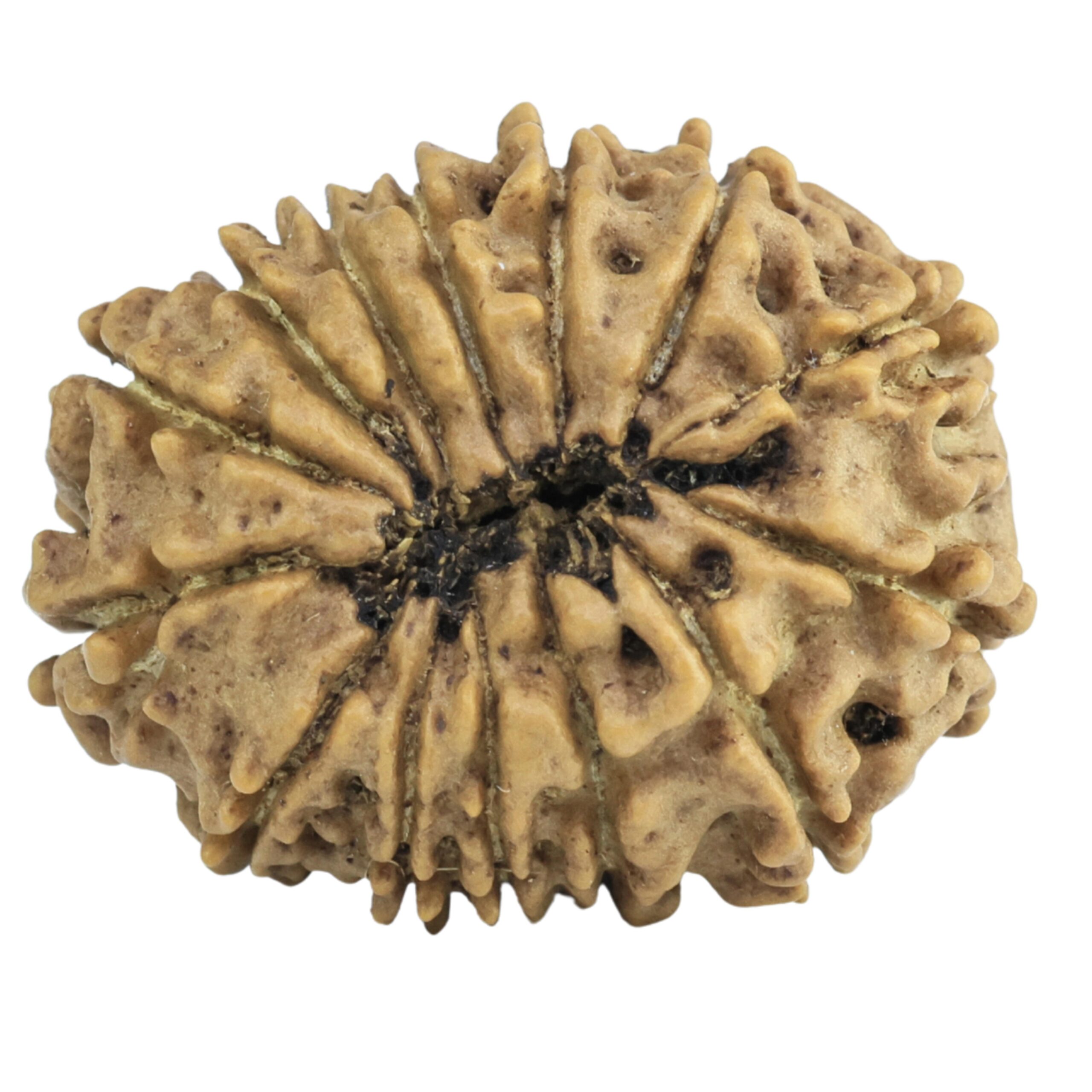14 Mukhi Rudraksha 23.3mm 2.73gm - Rudraksha back