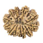 12 Mukhi Rudraksha 27.9mm 4.84gm - Rudraksha back