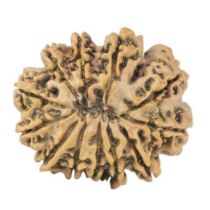 12 Mukhi Rudraksha 27.9mm 4.84gm - Rudraksha back