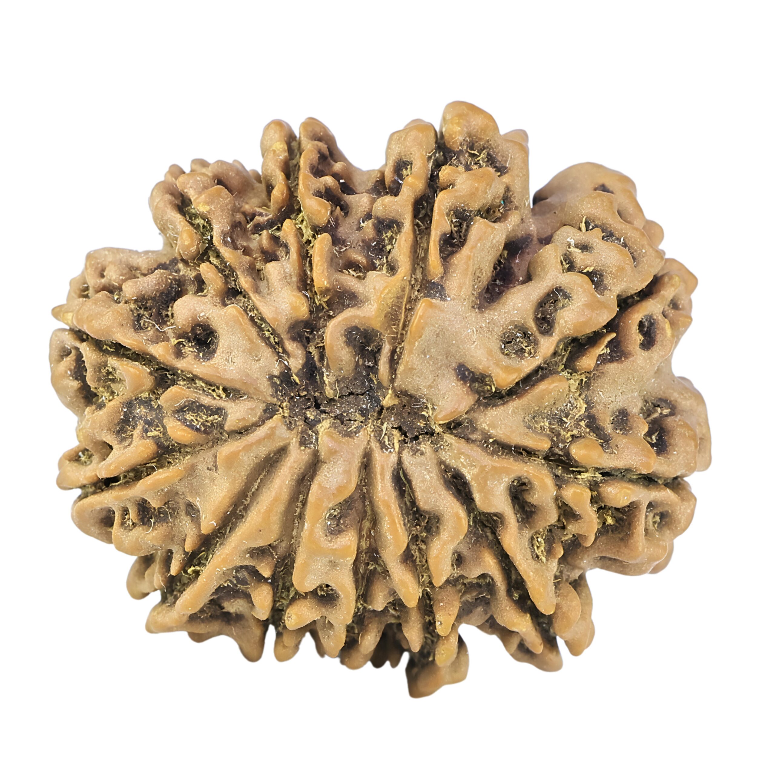 12 Mukhi Rudraksha 27.9mm 4.84gm - Rudraksha back