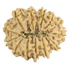 14 Mukhi Rudraksha 28.5mm 4.83gm - Rudraksha back