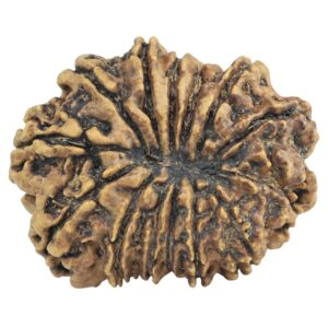 14 Mukhi Rudraksha 28.9mm 4.5gm - Rudraksha back