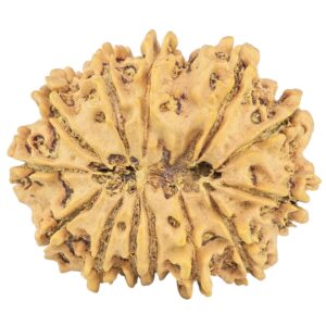 13 Mukhi Rudraksha 31.2mm 5.29gm - Rudraksha back