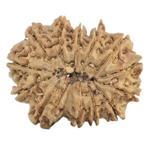 13 Mukhi Rudraksha 31.4mm 6.25gm - Rudraksha back